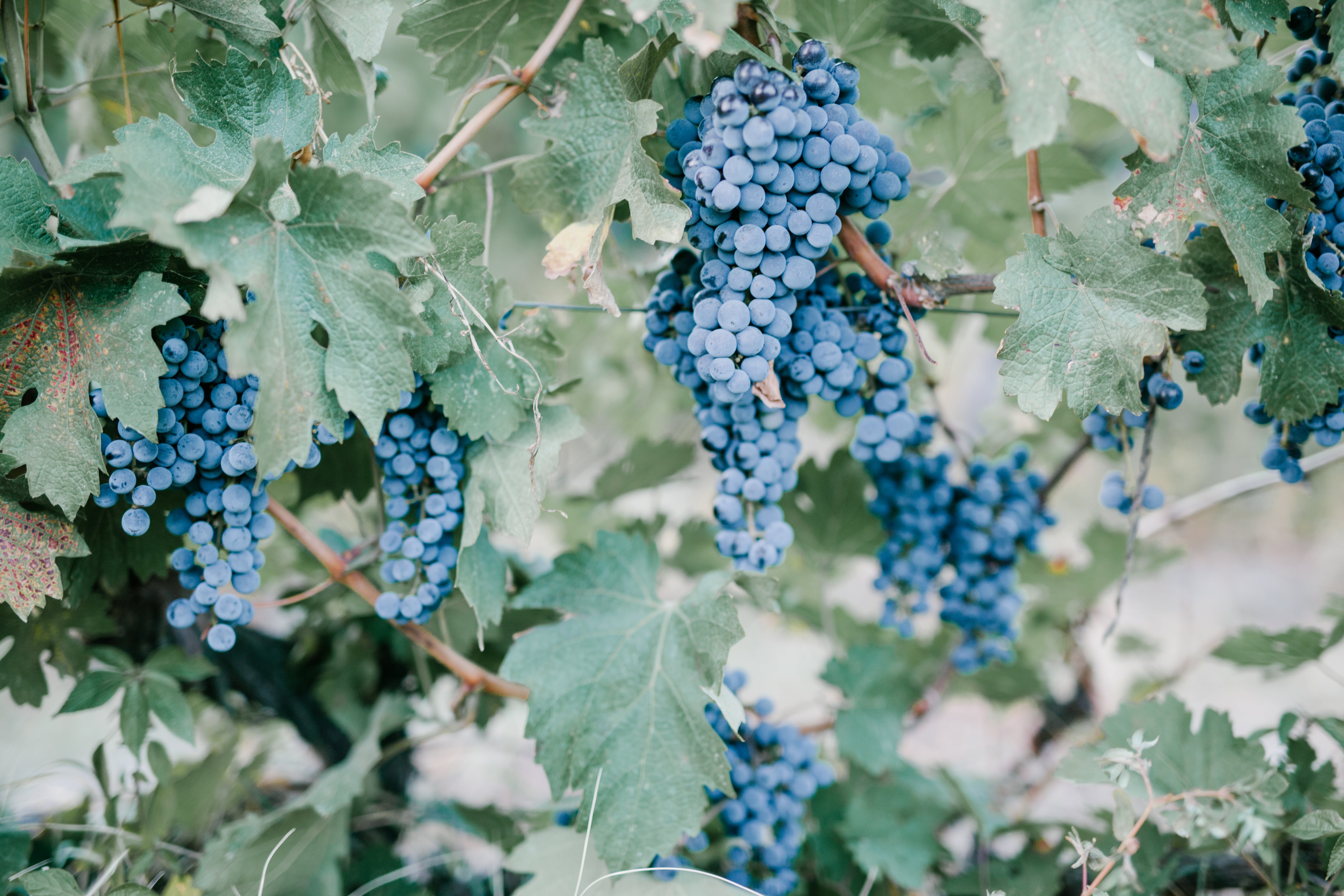 Winery image